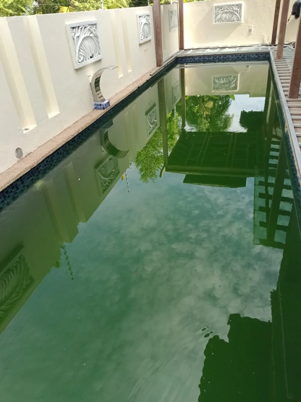 Green long residential pool before cleaning