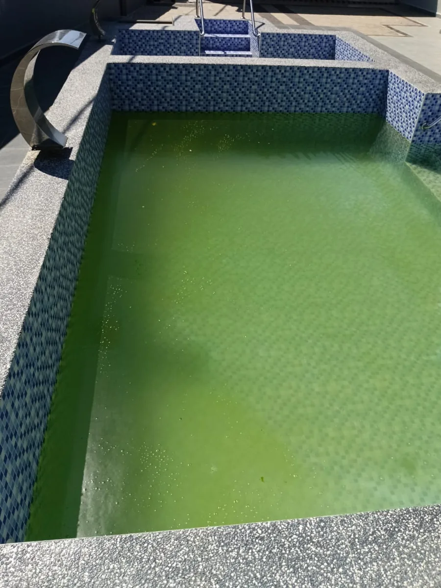Mosaic tiled pool with green water before treatment